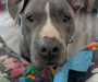 Lee County Animal Shelter “restores” communication with rescue groups