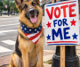 Know political sign rules