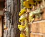 Latest HOME installation unveiled at Sandhills Community College Horticultural Gardens
